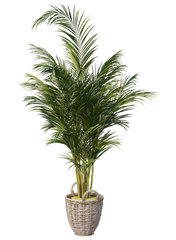 Ornamental Plants