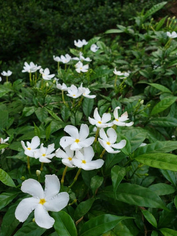 White Togor flower