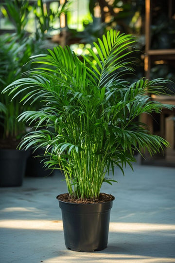 Parlor Palm (Chamaedorea elegans)