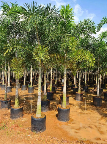 Foxtail Palm
