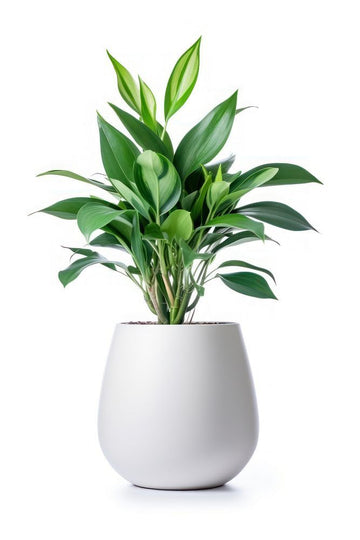 Potted tall plant vase leaf