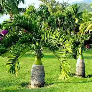 Bottle palm