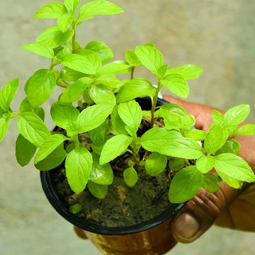 Mint Tulasi