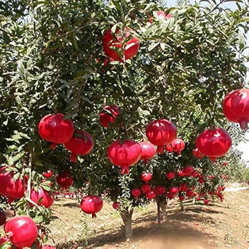Pomegranate Hybrid