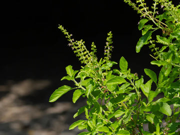 Sabja Tulsi