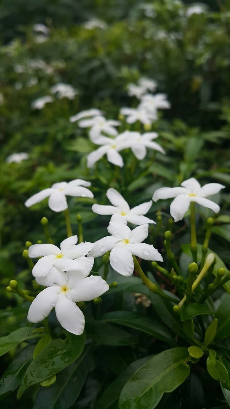 White Togor flower