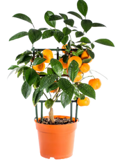 Fruit Plants