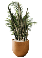 Indoor Plants