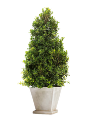Outdoor Plants
