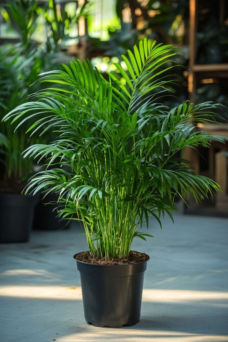 Parlor Palm (Chamaedorea elegans)