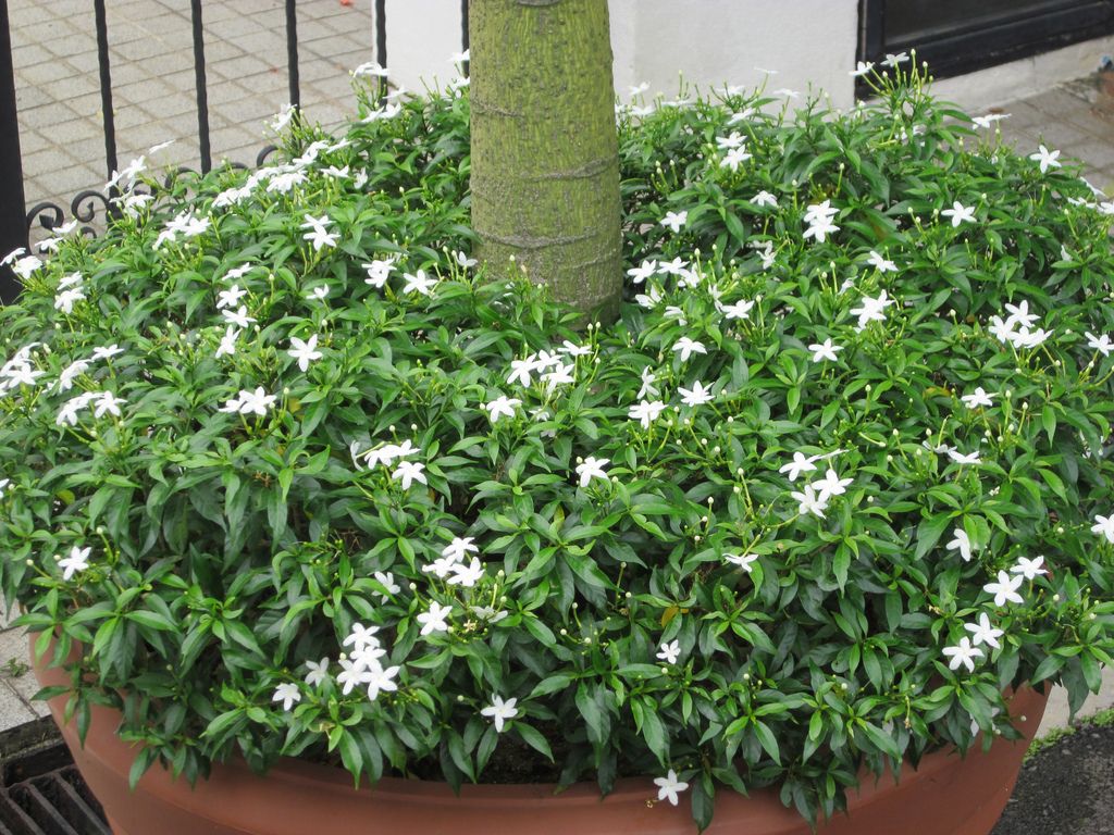 White Togor flower