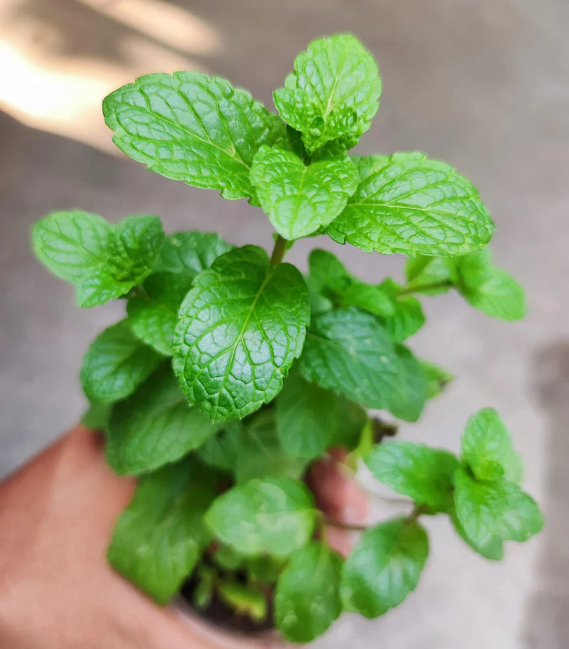 Mint Tulasi