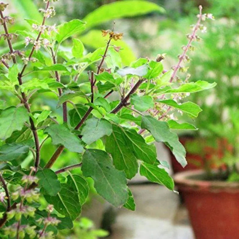 Sabja Tulsi