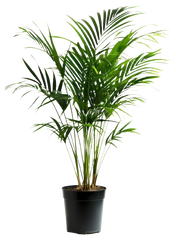 Palm Trees